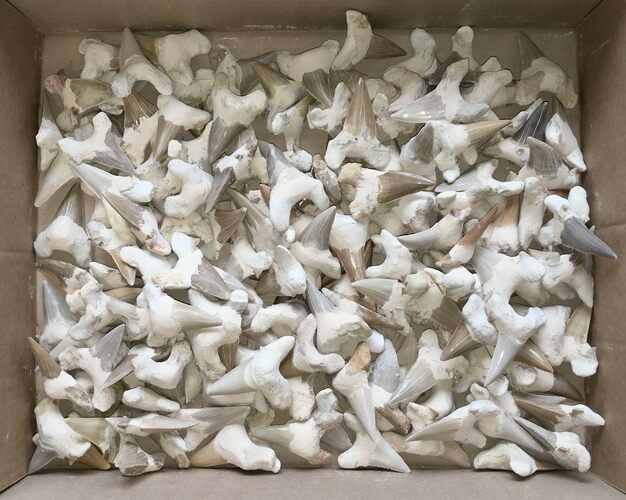 Clearance Lot: Fossil Shark Teeth (Restored Roots) - Pieces #215456